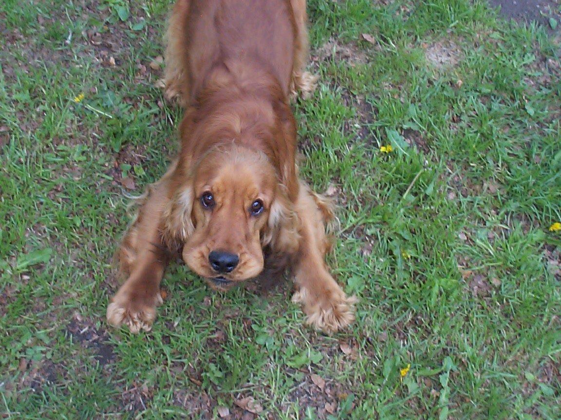 Cocker spaniel Charlie - Velkommen til min profil :-) Jeg er præcis lige så fræk som jeg ser ud på dette billede billede 1
