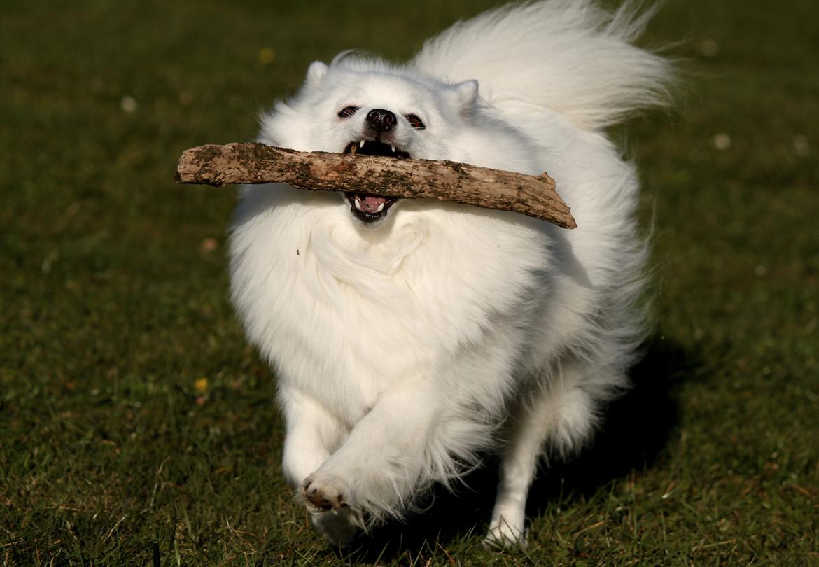 Japansk spids Aisuru Genki, "Coco" (2009-2020) - 01: Velkommen til Verdens mest legesygeste hund's profil! billede 1