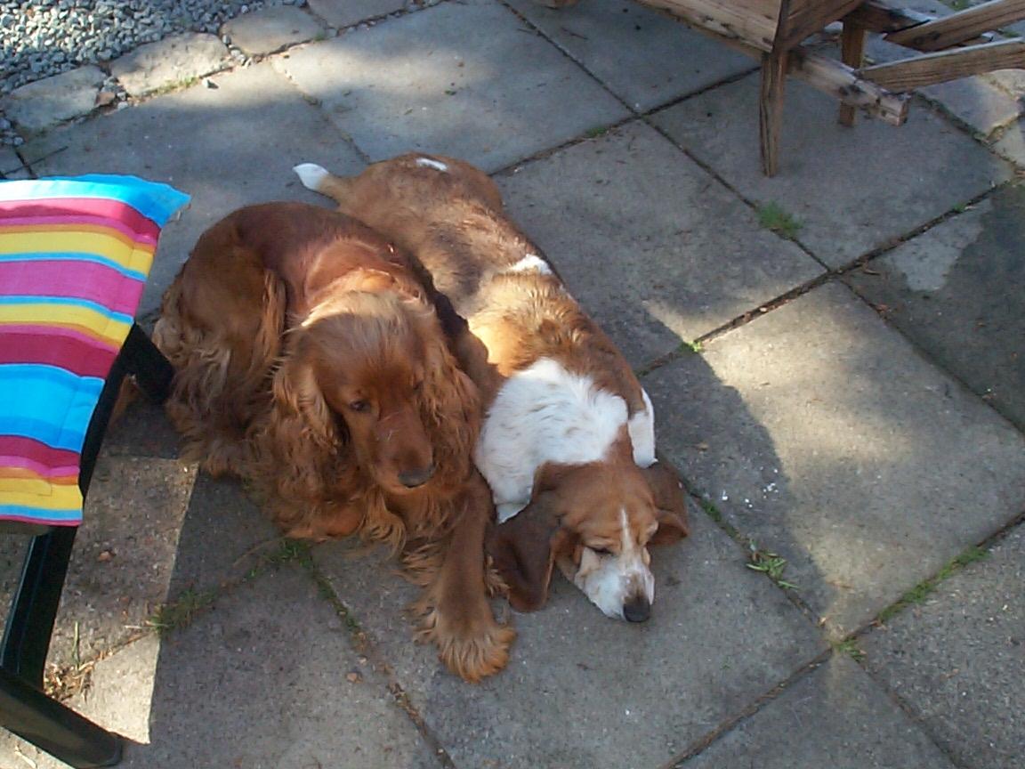 Cocker spaniel Charlie billede 3