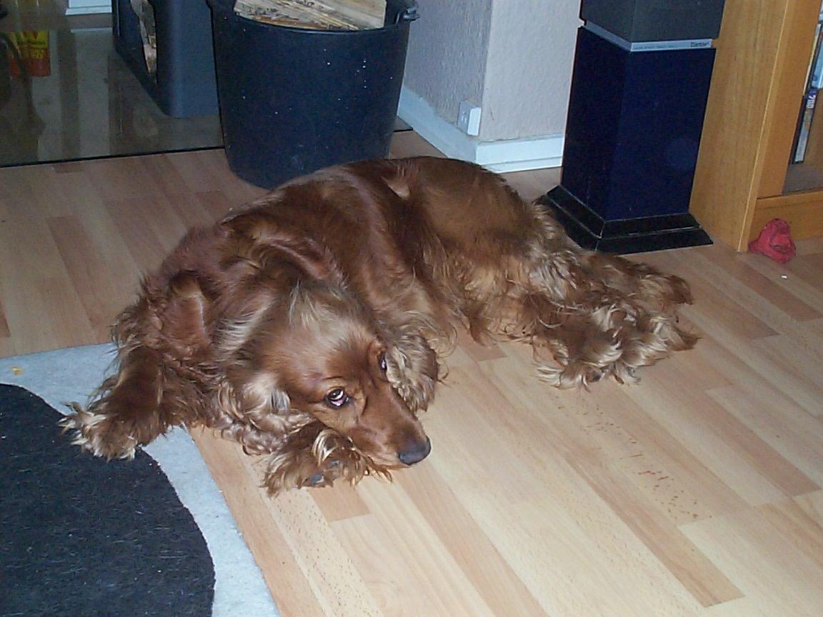 Cocker spaniel Charlie - Mine børn syntes det var sjovt at sætte det lange hår ovenpå Charlie's hovede. Det er dog ikke så langt her som det er nu :-) billede 4