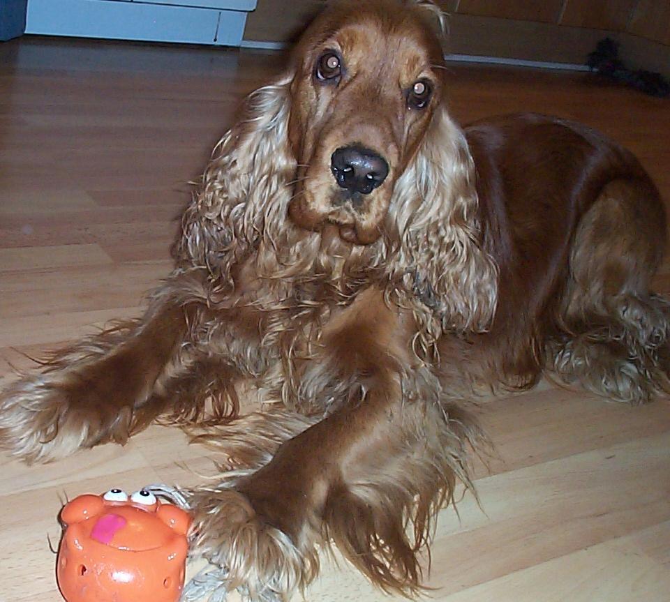Cocker spaniel Charlie billede 2