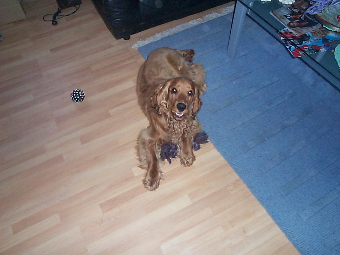 Cocker spaniel Charlie billede 5