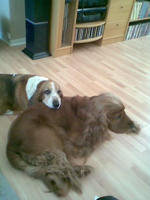 Cocker spaniel Charlie - Charlie støtter vores gamle basset artesien norman Trunte's hovede billede 6
