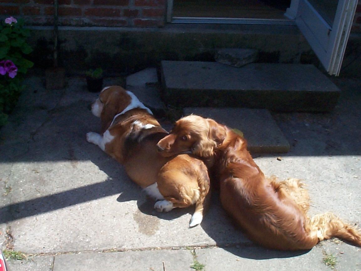 Cocker spaniel Charlie - Men det kunne også sagtens foregå den anden vej rundt :-) billede 7