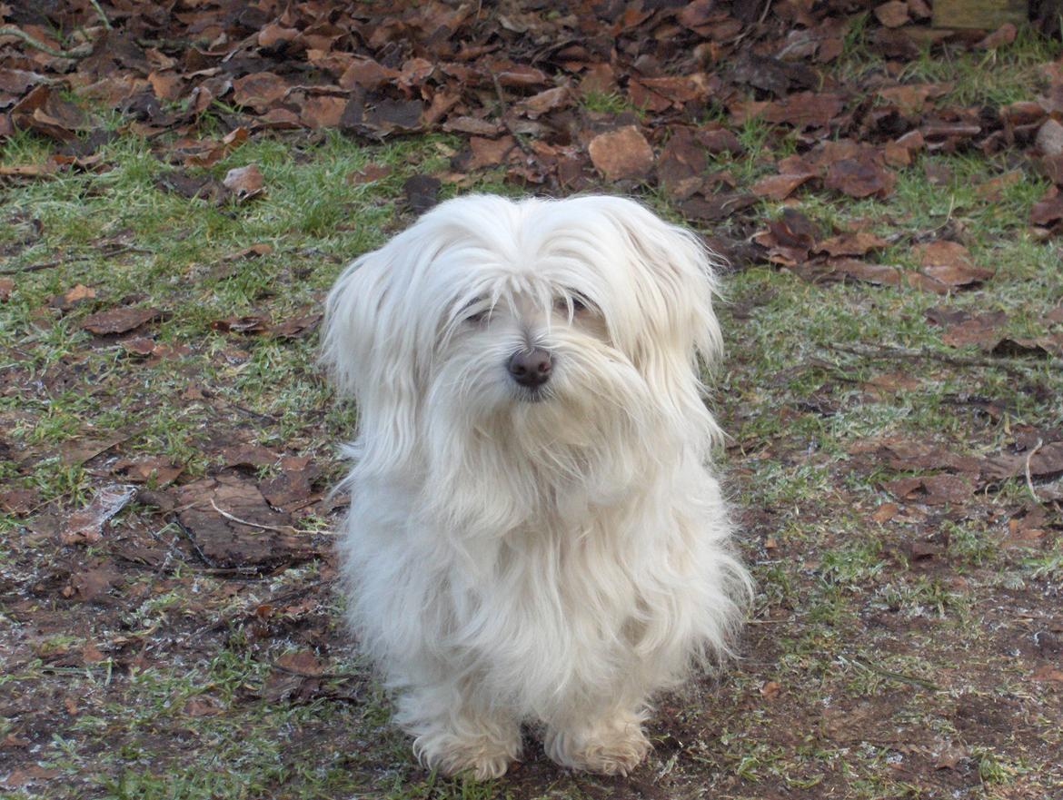 Malteser LULU billede 4