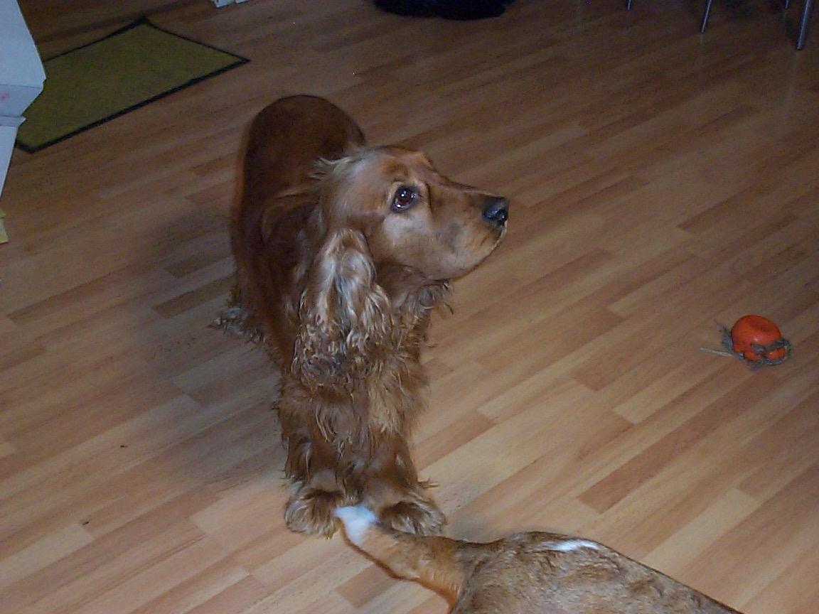 Cocker spaniel Charlie billede 8