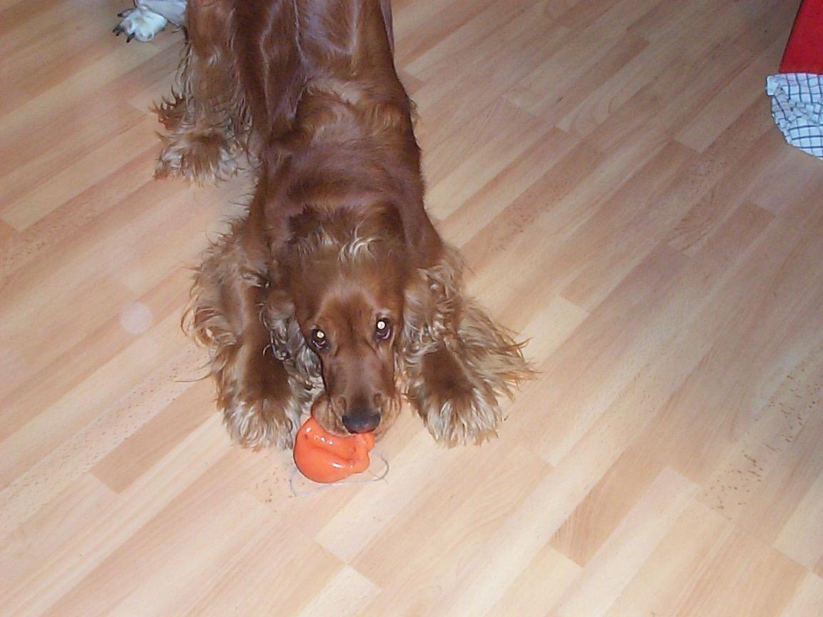 Cocker spaniel Charlie - Fræk som altid, og klar til at lege tag fat billede 9