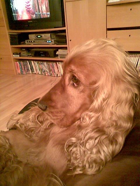 Cocker spaniel Charlie billede 10