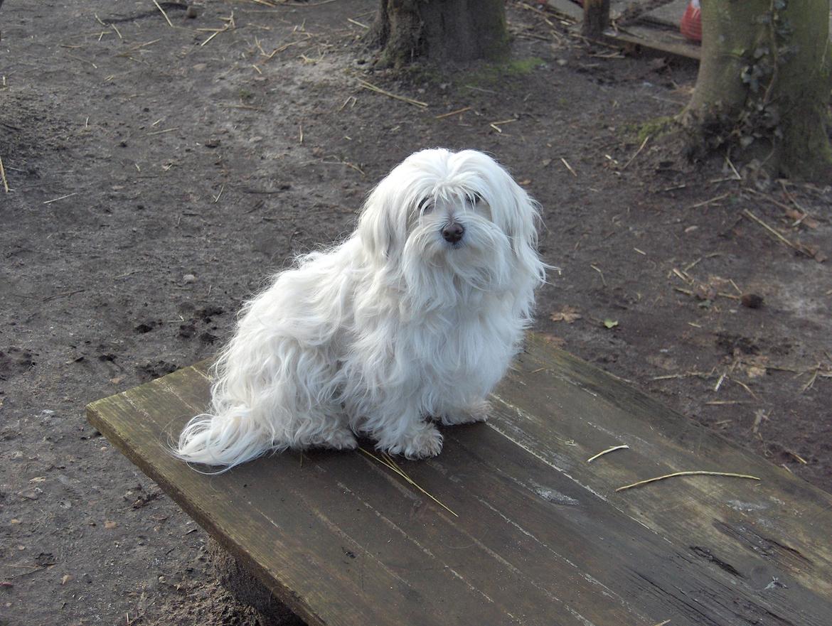 Malteser LULU billede 5