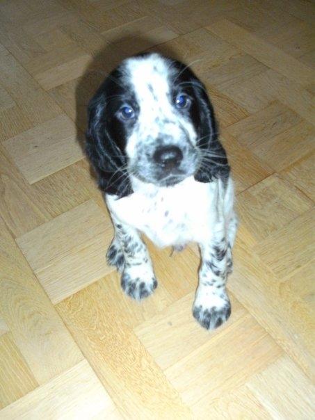 Cocker spaniel charlie billede 6