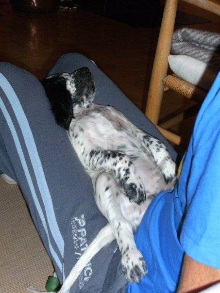 Cocker spaniel charlie billede 7