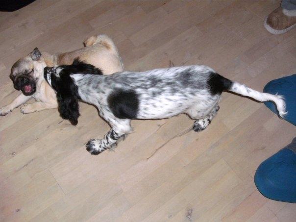 Cocker spaniel charlie billede 8