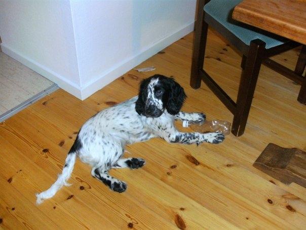 Cocker spaniel charlie billede 9