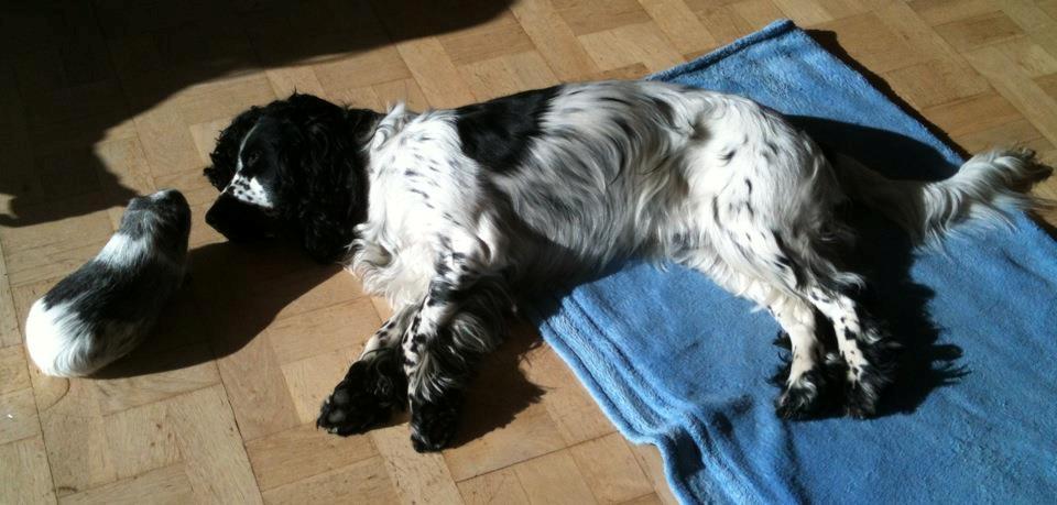 Cocker spaniel charlie billede 12