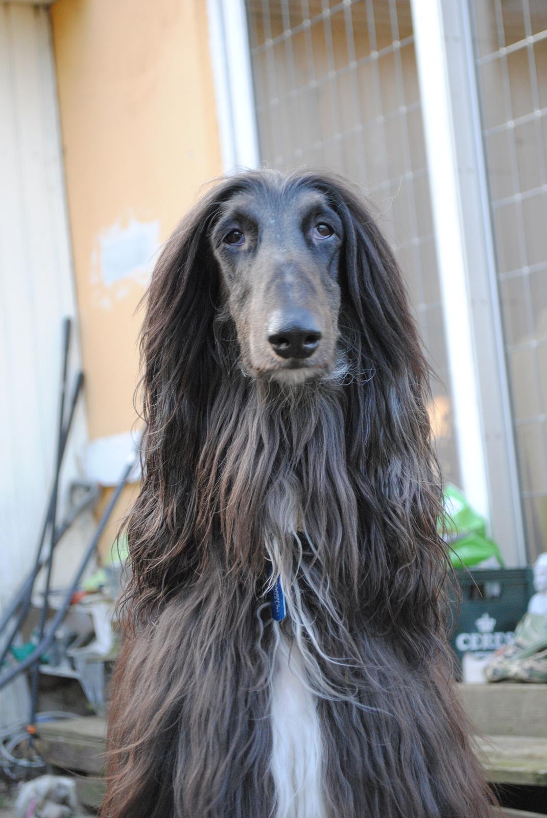 Afghansk mynde Voltaire billede 19