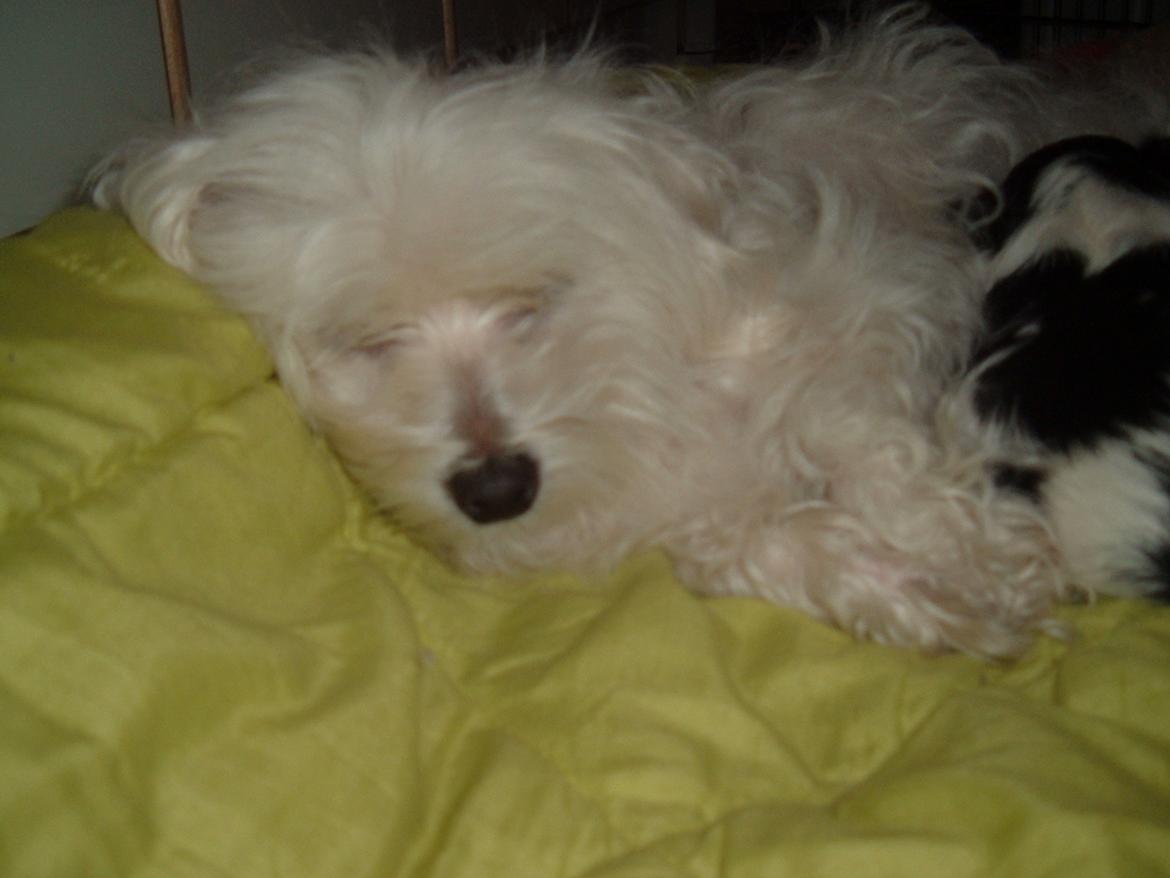 Malteser LULU billede 6