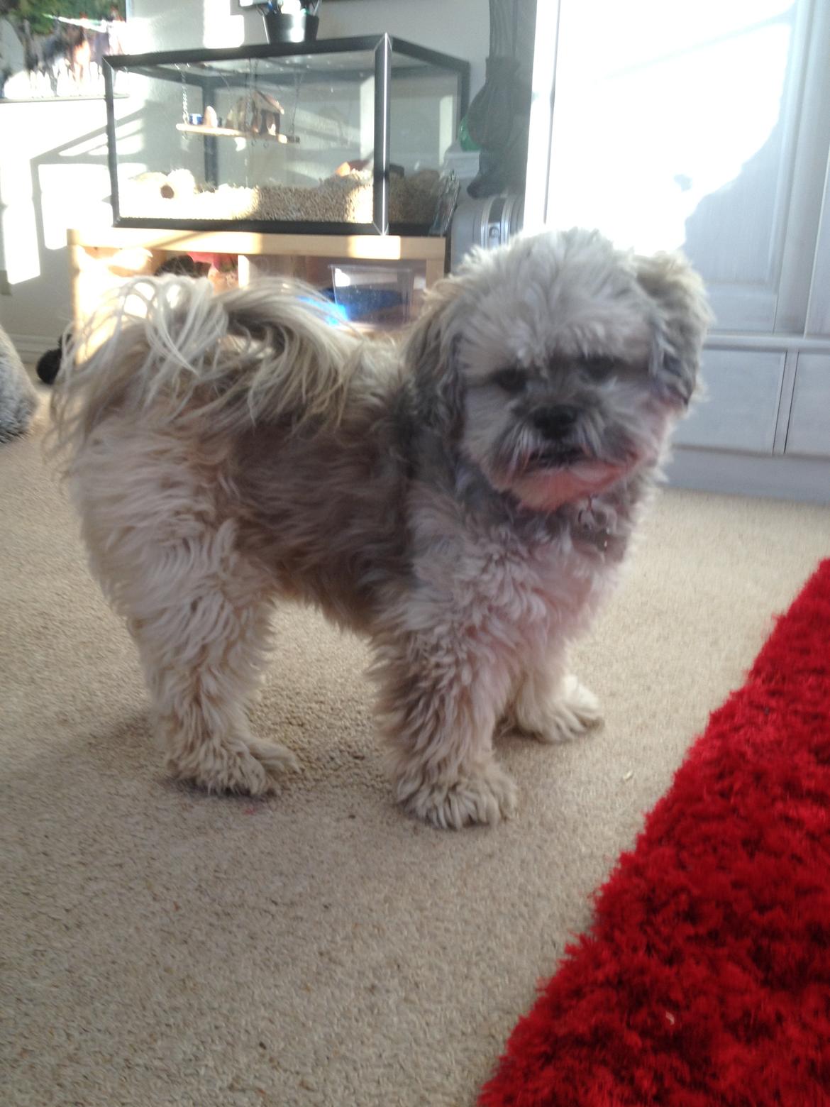 Lhasa apso Oskar - Jeg har lige sagt til ham at vi skal ud og gå tur! billede 20