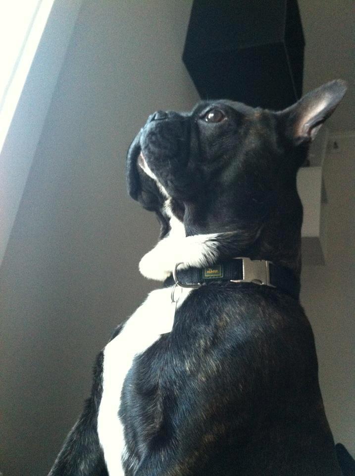 Fransk bulldog Rocco - Rocco 9 måneder billede 1