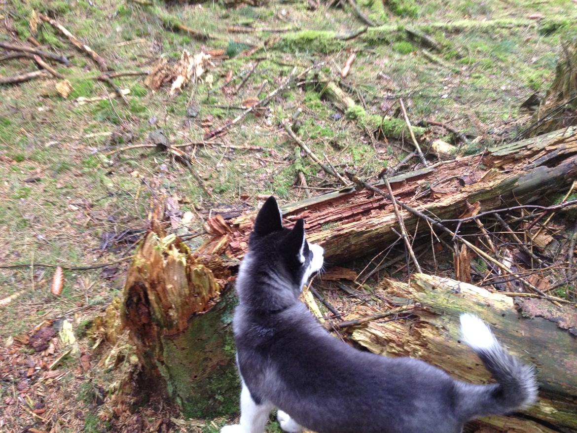 Siberian husky Dansa - hvad var det ? billede 8