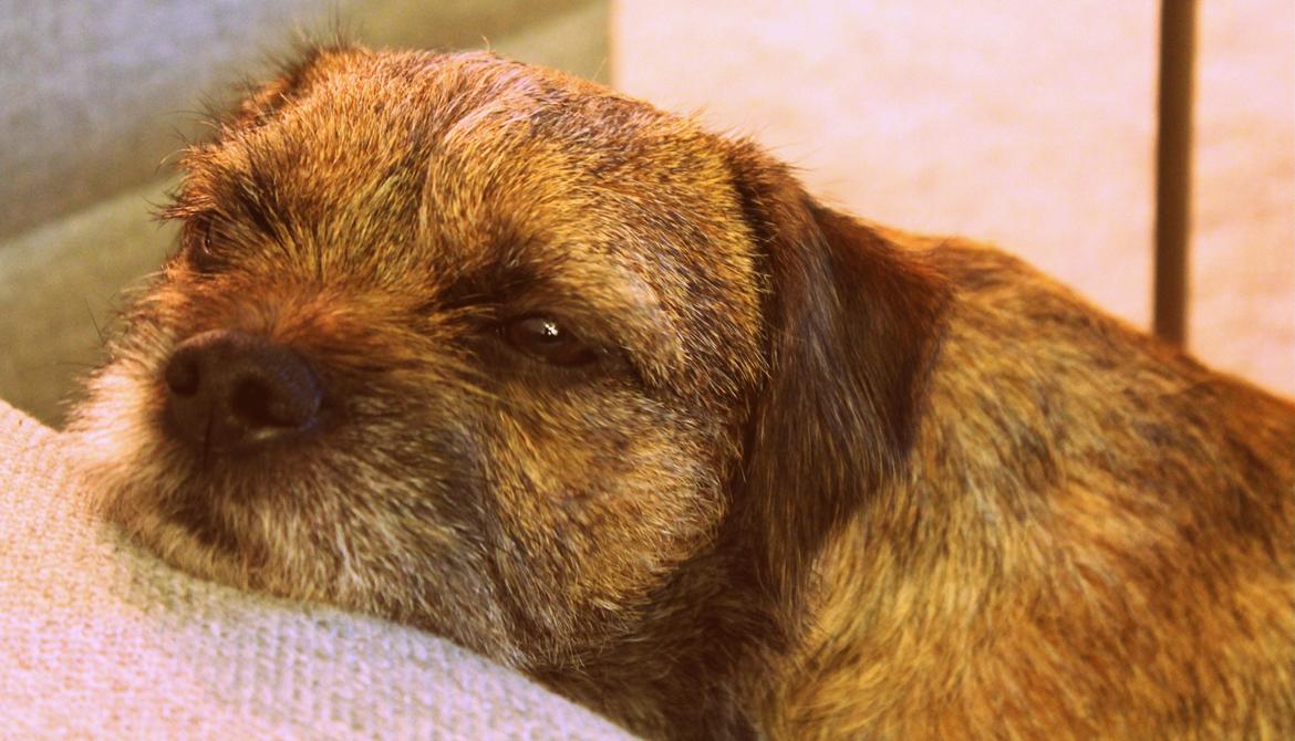 Border terrier Lutra´s Glenlivet (Coppi) billede 14