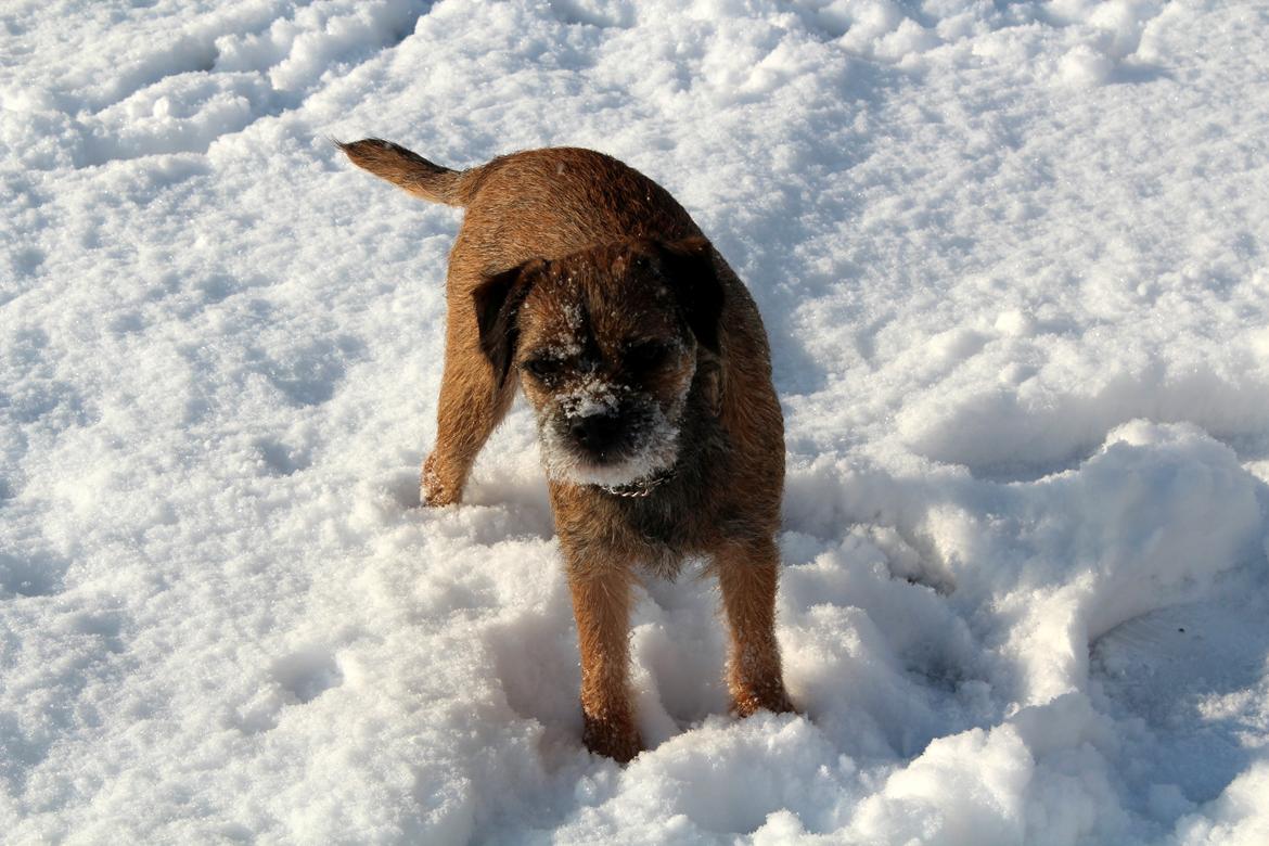 Border terrier Lutra´s Glenlivet (Coppi) billede 16