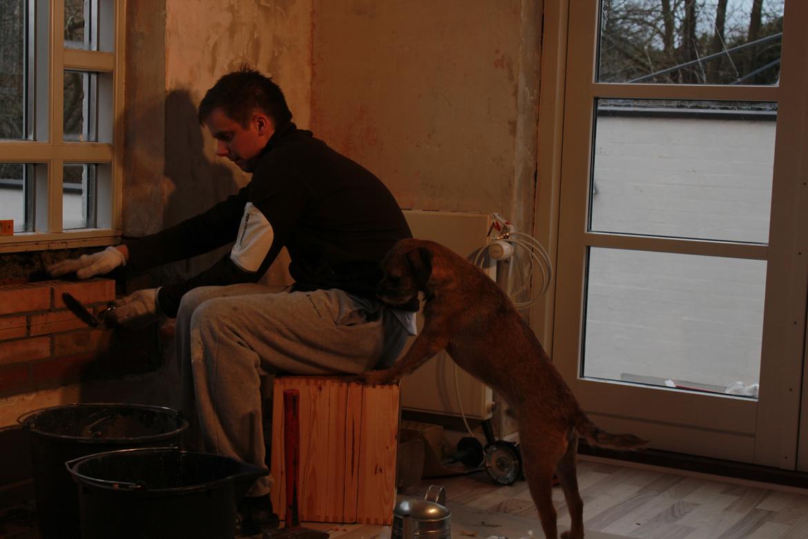 Border terrier Lutra´s Glenlivet (Coppi) billede 17