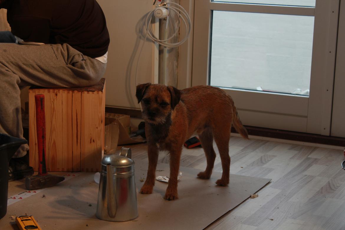 Border terrier Lutra´s Glenlivet (Coppi) billede 18