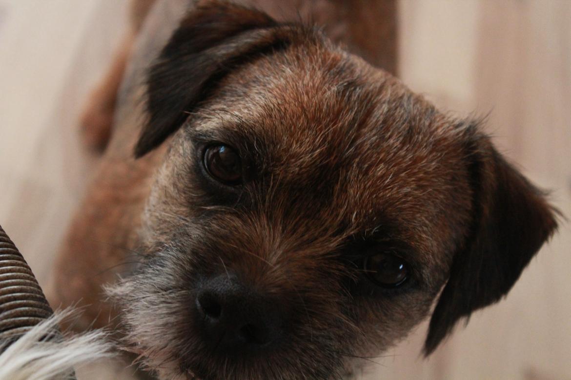 Border terrier Lutra´s Glenlivet (Coppi) billede 19