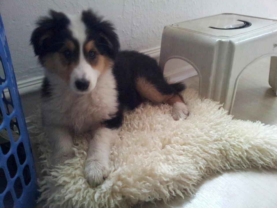 Collie langhåret Chica - Første hjemme dag billede 2