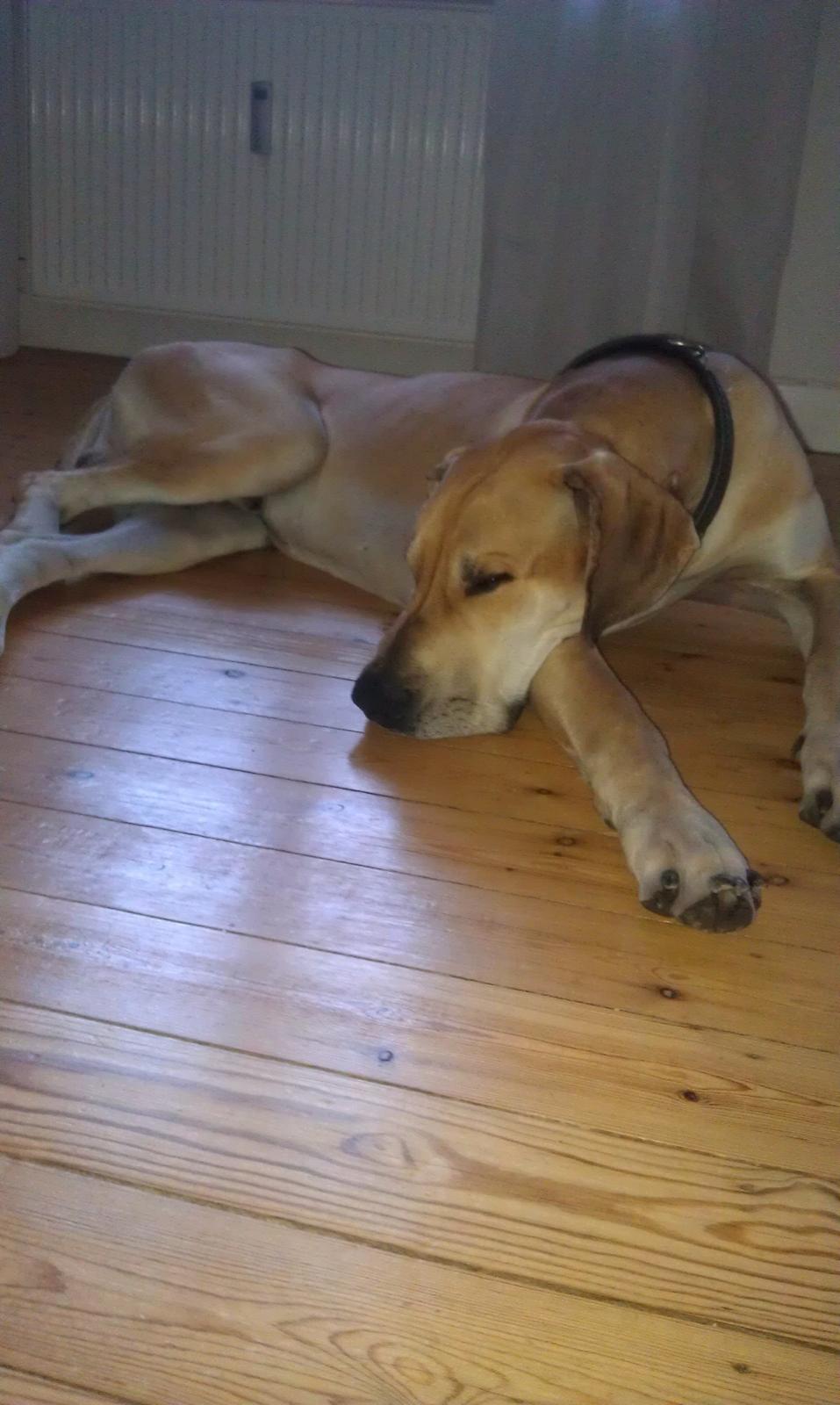 Grand danois Hector billede 1