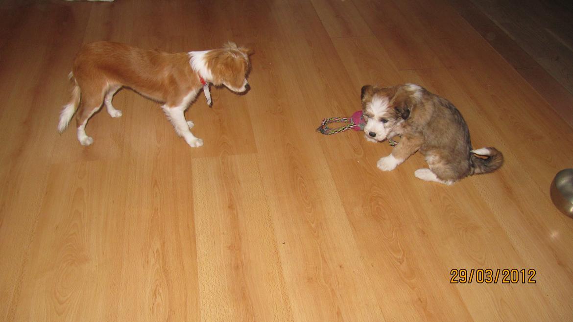 Blanding af racer Flykra billede 9