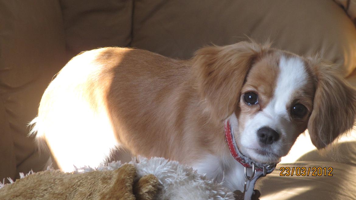 Blanding af racer Flykra billede 10