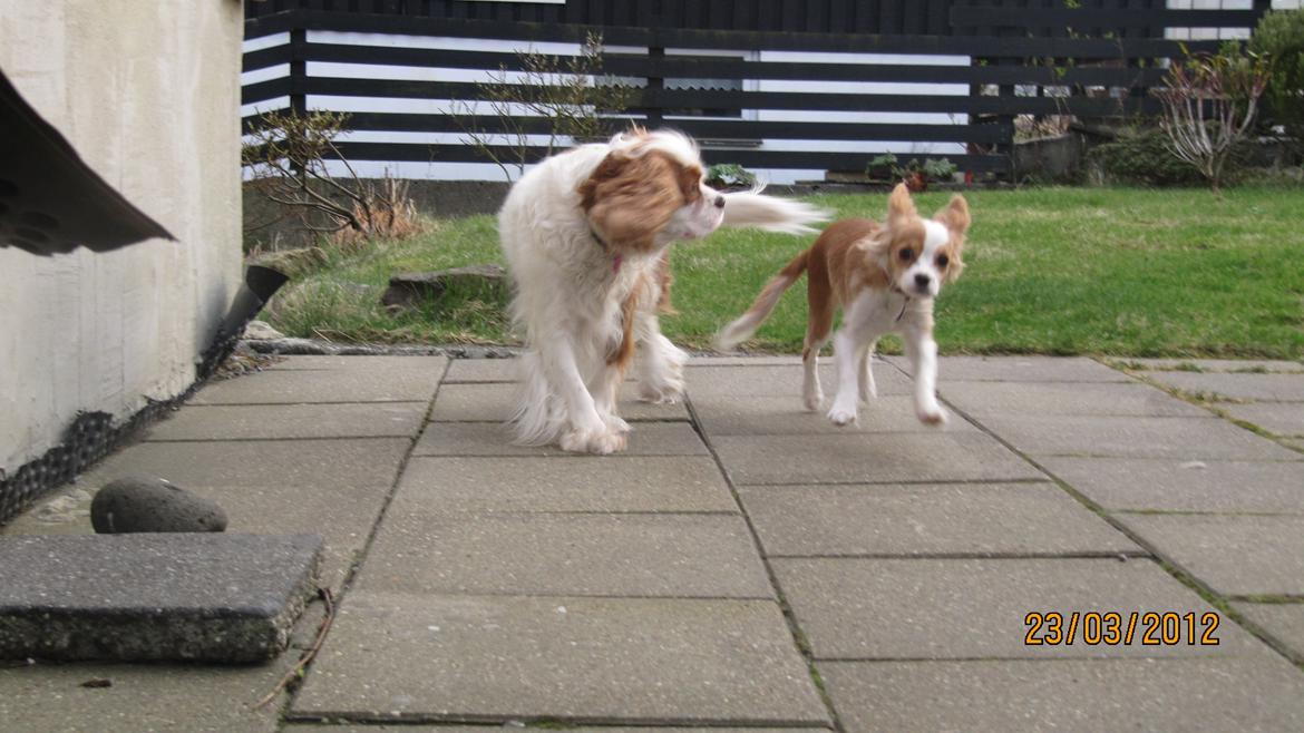 Blanding af racer Flykra billede 11