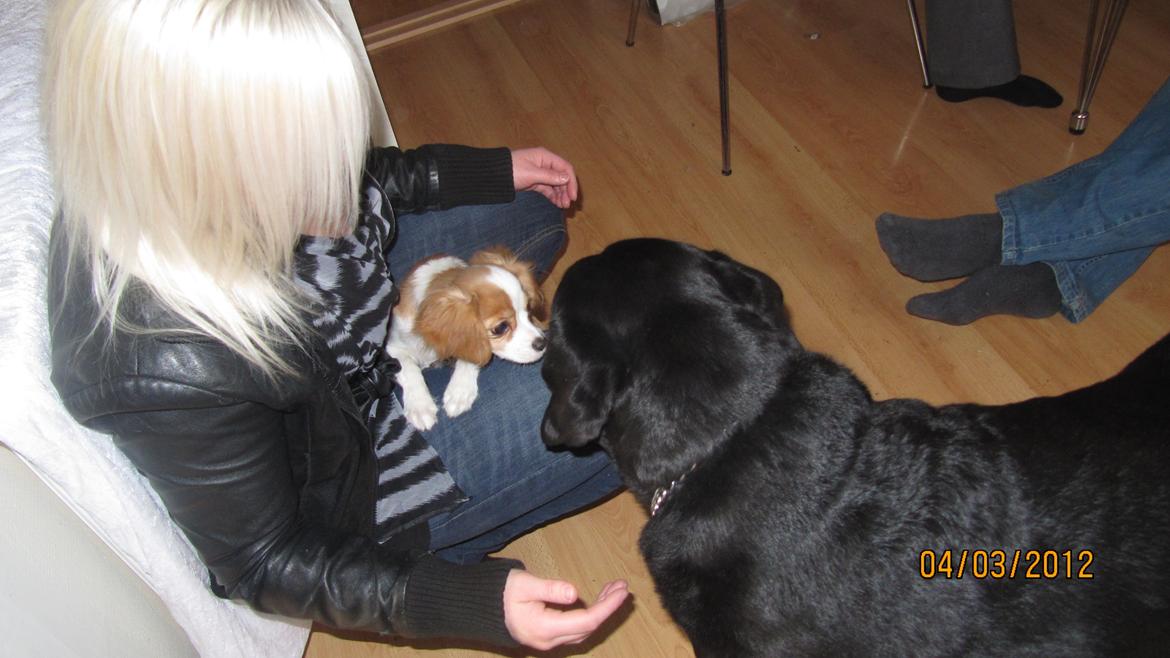 Blanding af racer Flykra billede 12