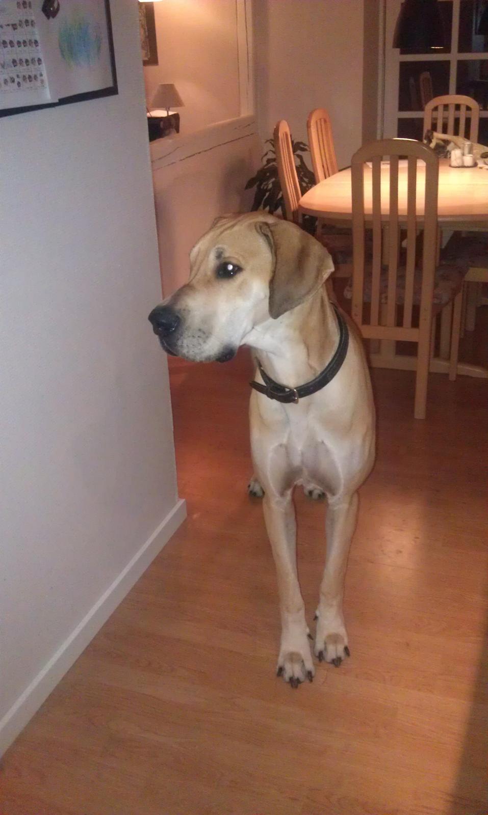 Grand danois Hector billede 2