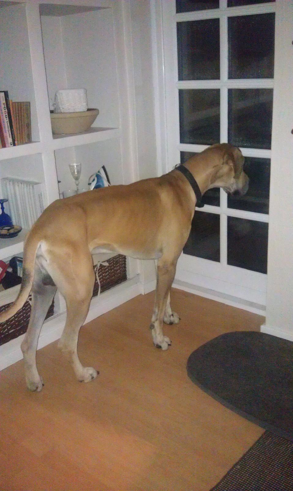 Grand danois Hector billede 3