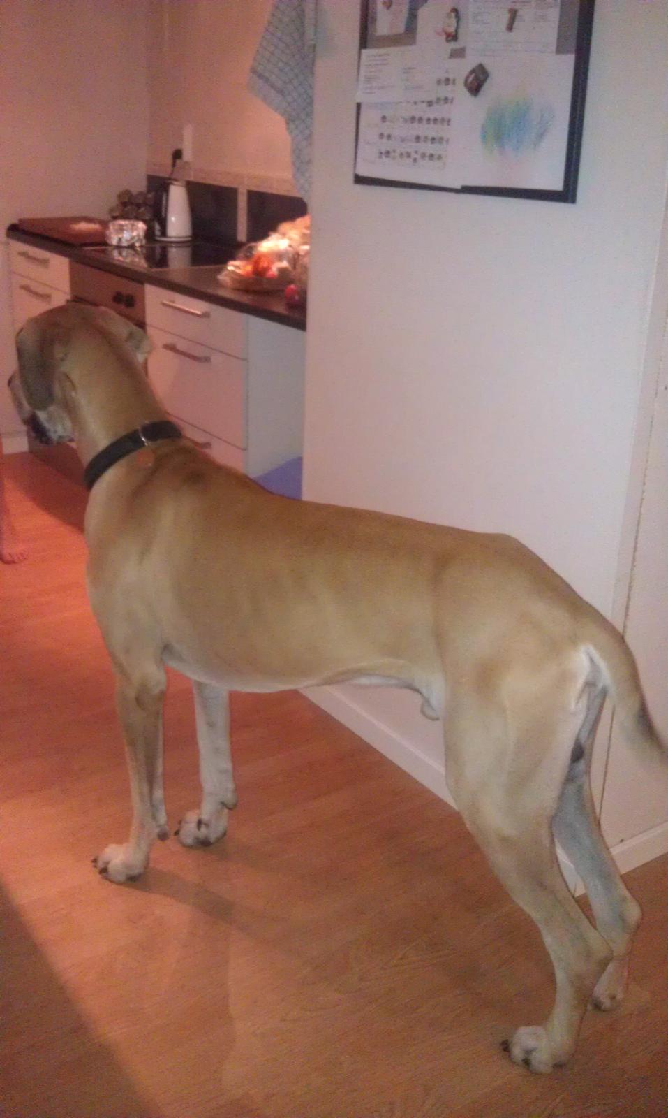 Grand danois Hector billede 4