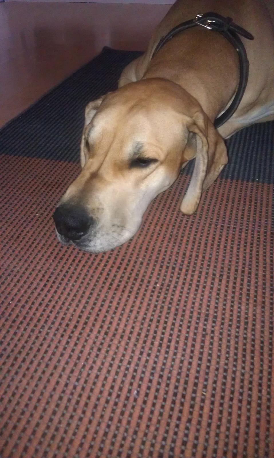 Grand danois Hector billede 5