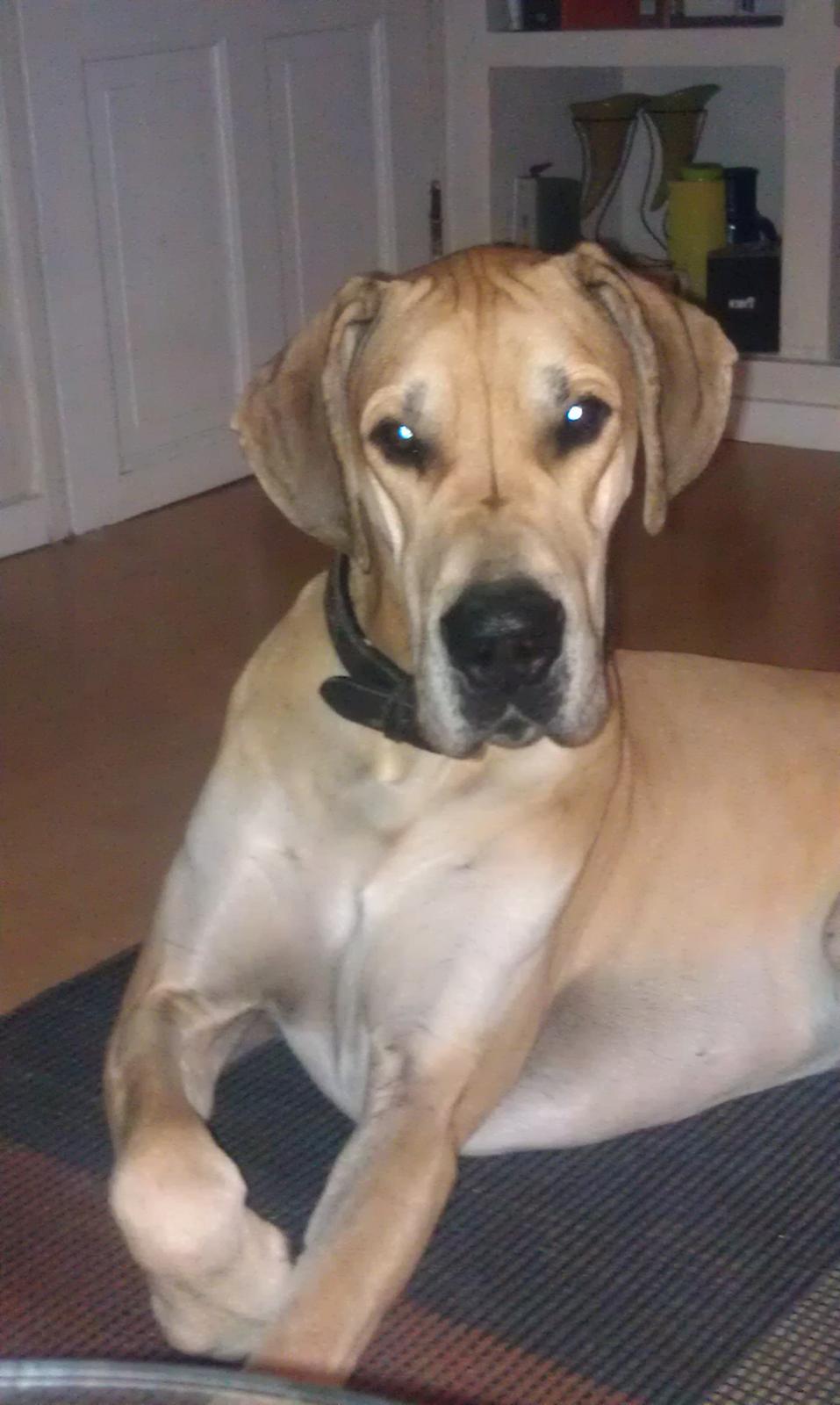 Grand danois Hector billede 6