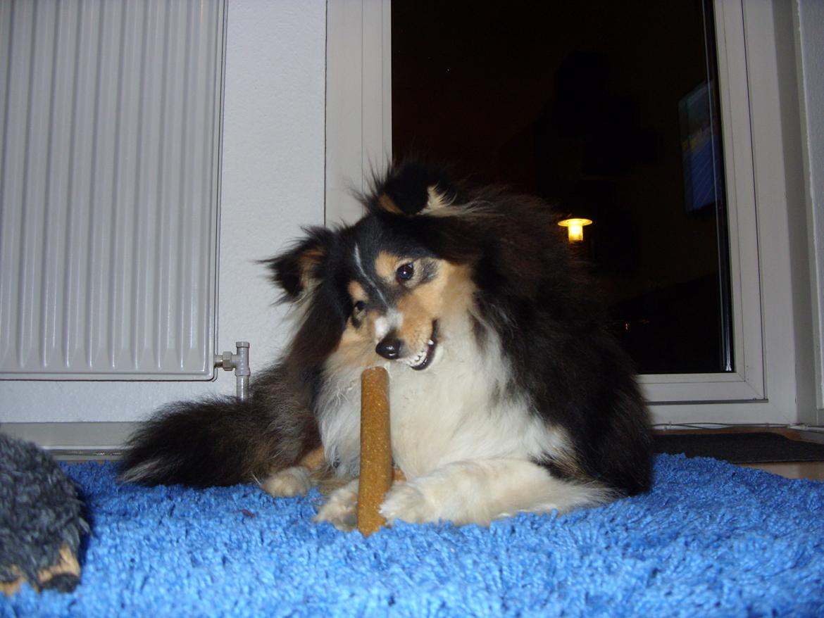 Shetland sheepdog Martedal Fritz - Snif snif, jeg kan snuse om hjørner ;) Fritz ca. 10 mdr. gammel billede 5