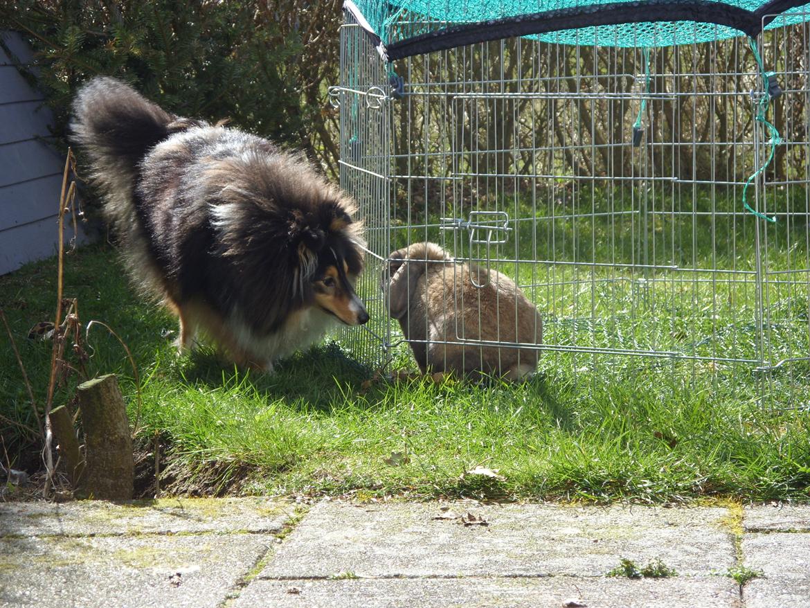 Shetland sheepdog Martedal Fritz - Fritz' og Nimsen :) billede 9
