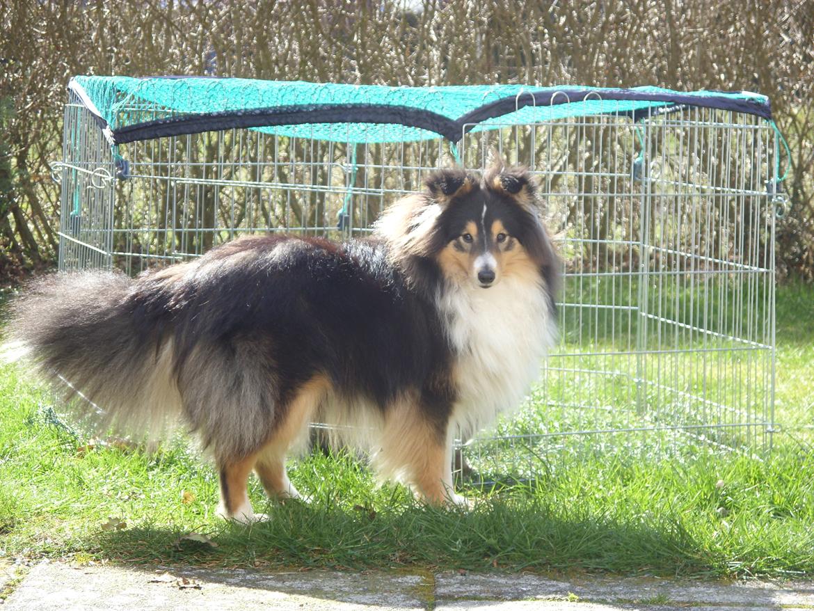 Shetland sheepdog Martedal Fritz - Ca. 10 mdr. - smukke vuffer :) billede 8