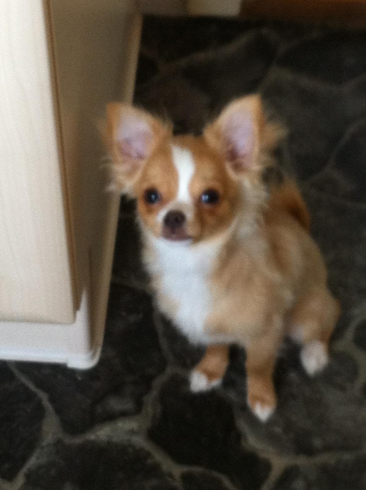 Chihuahua Kaysar billede 3