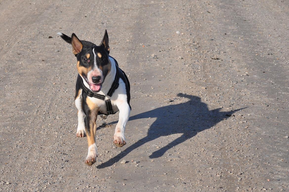 Bullterrier miniature Elton - I fuld galop vol. II. April 2012 billede 17