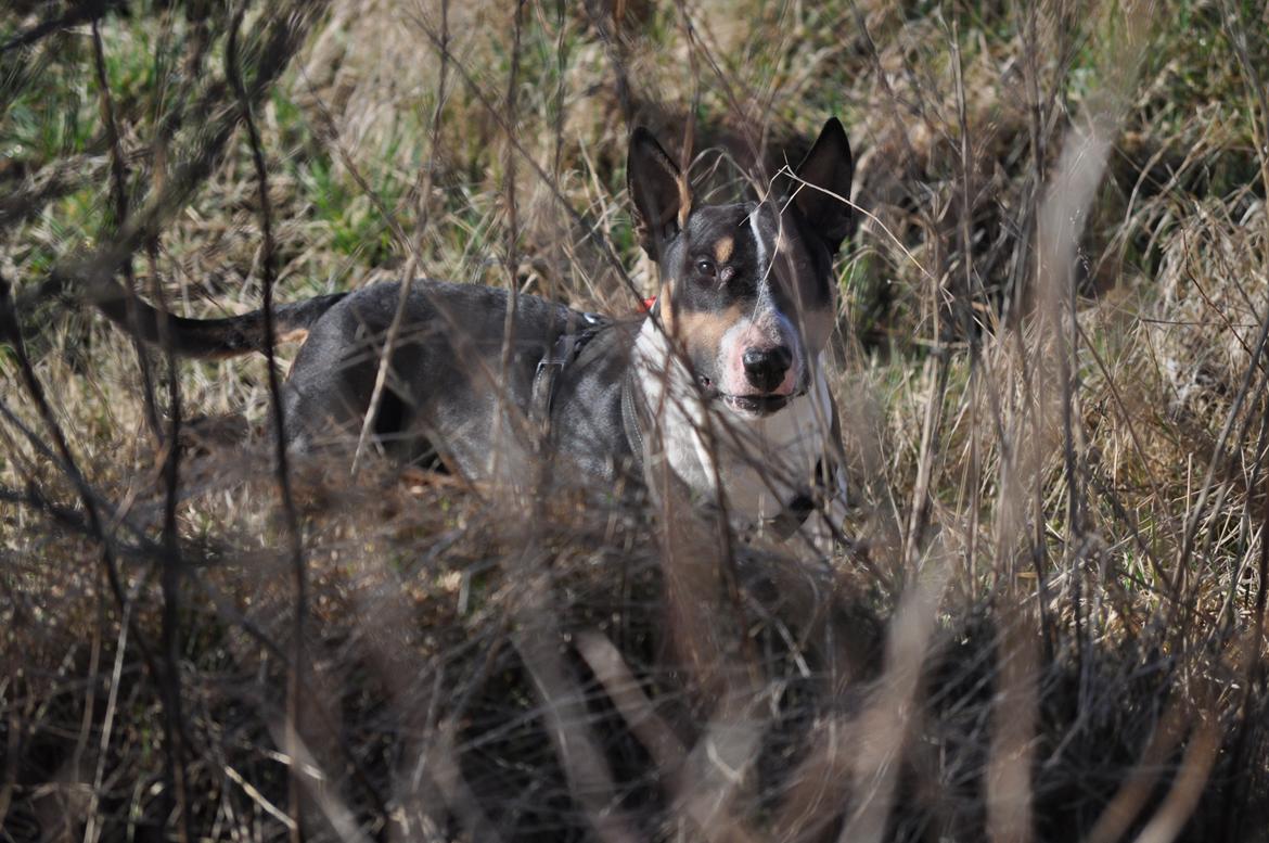 Bullterrier miniature Elton - Farlig tiger! billede 18