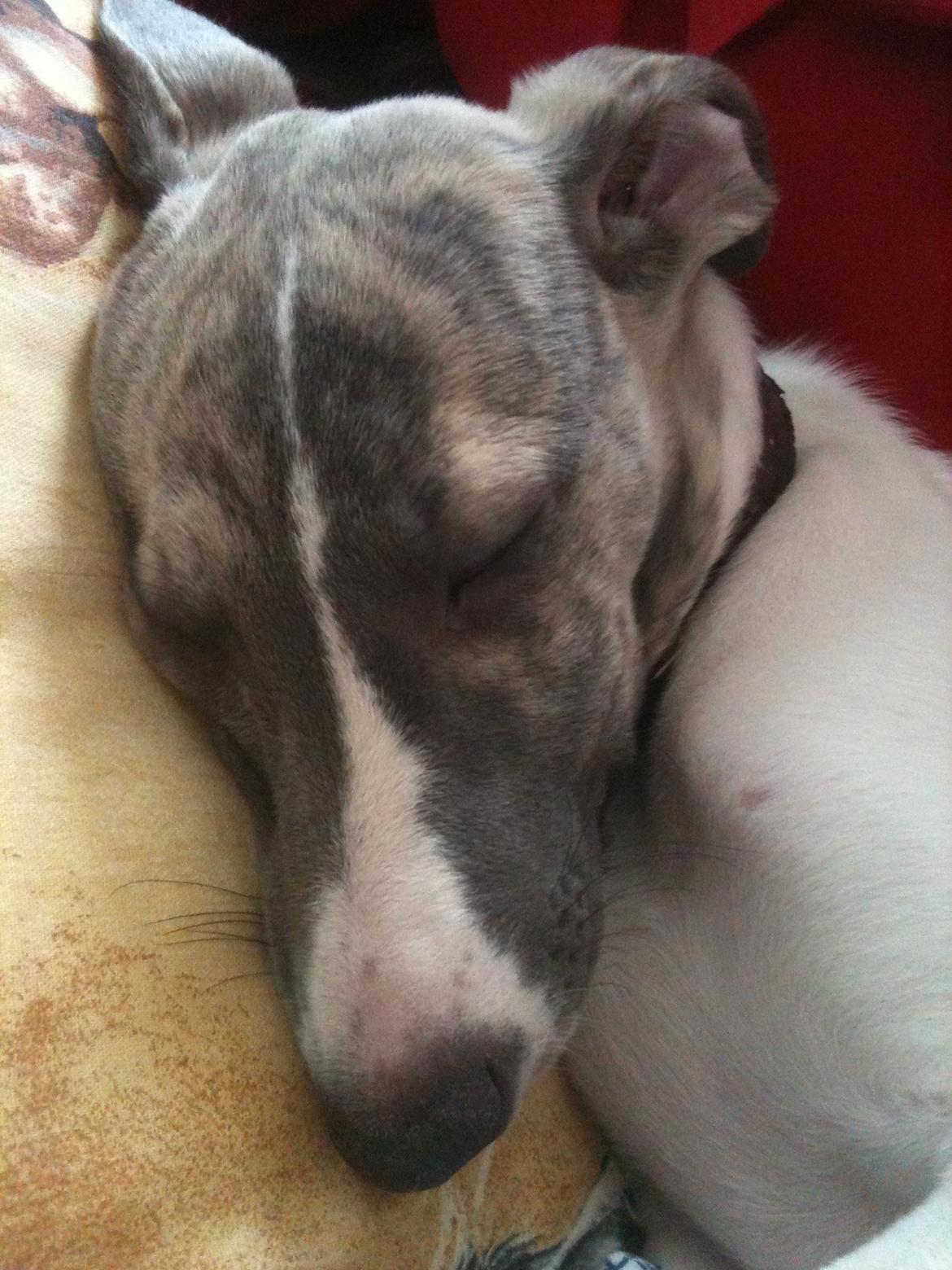 Whippet Bailey - Baby Bailey sover:-) billede 9