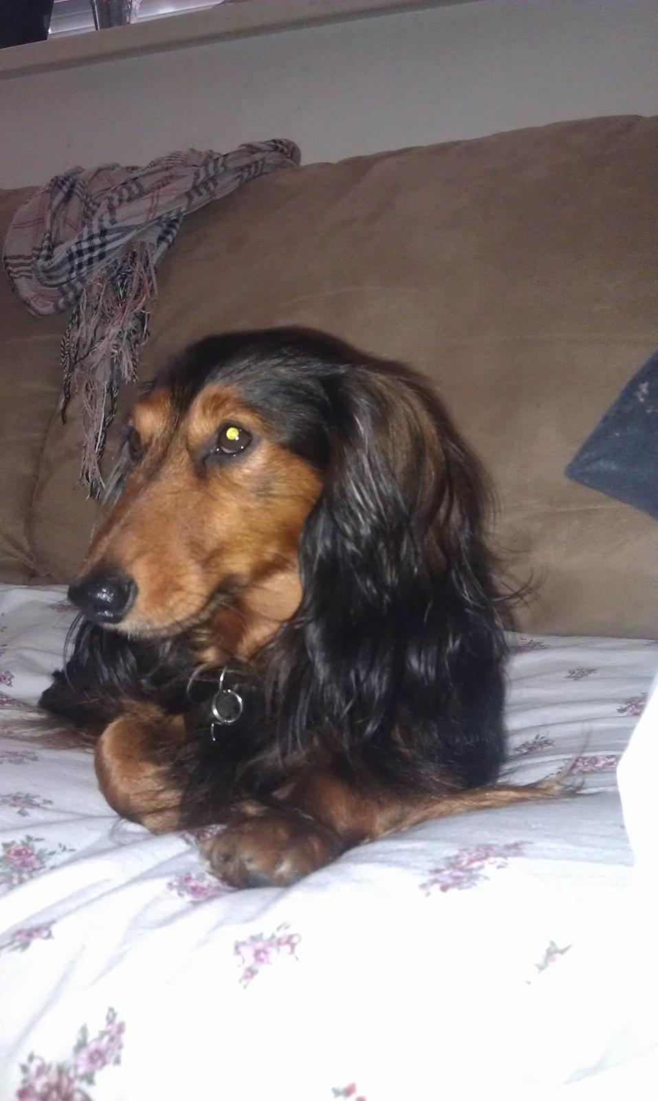 Gravhund Trold billede 1