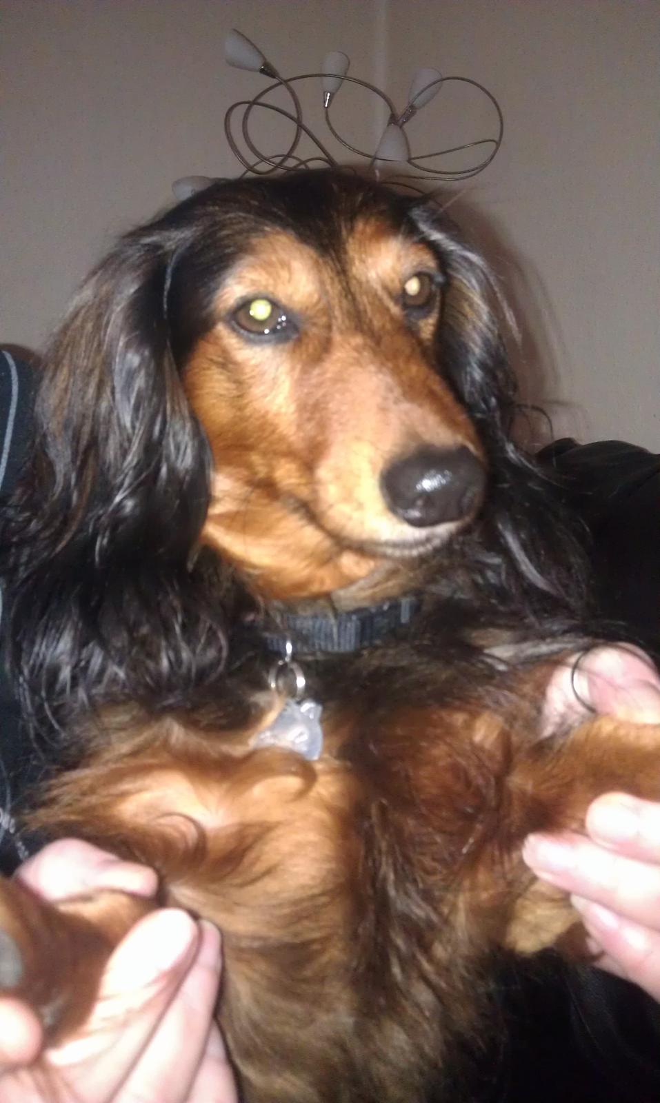 Gravhund Trold billede 2