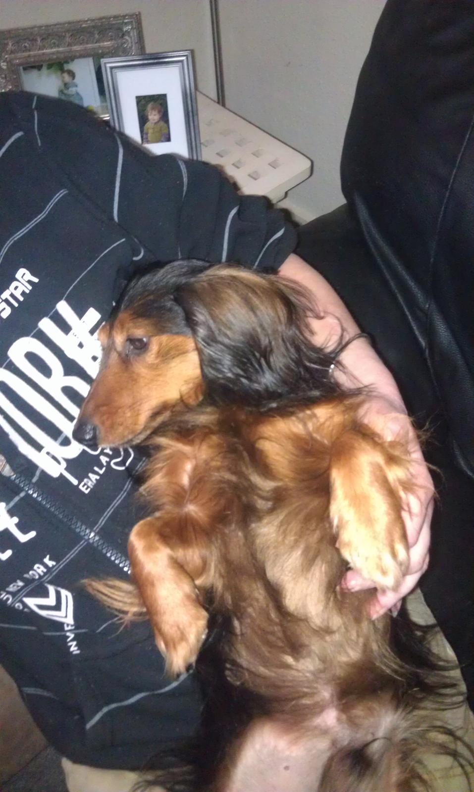 Gravhund Trold billede 3
