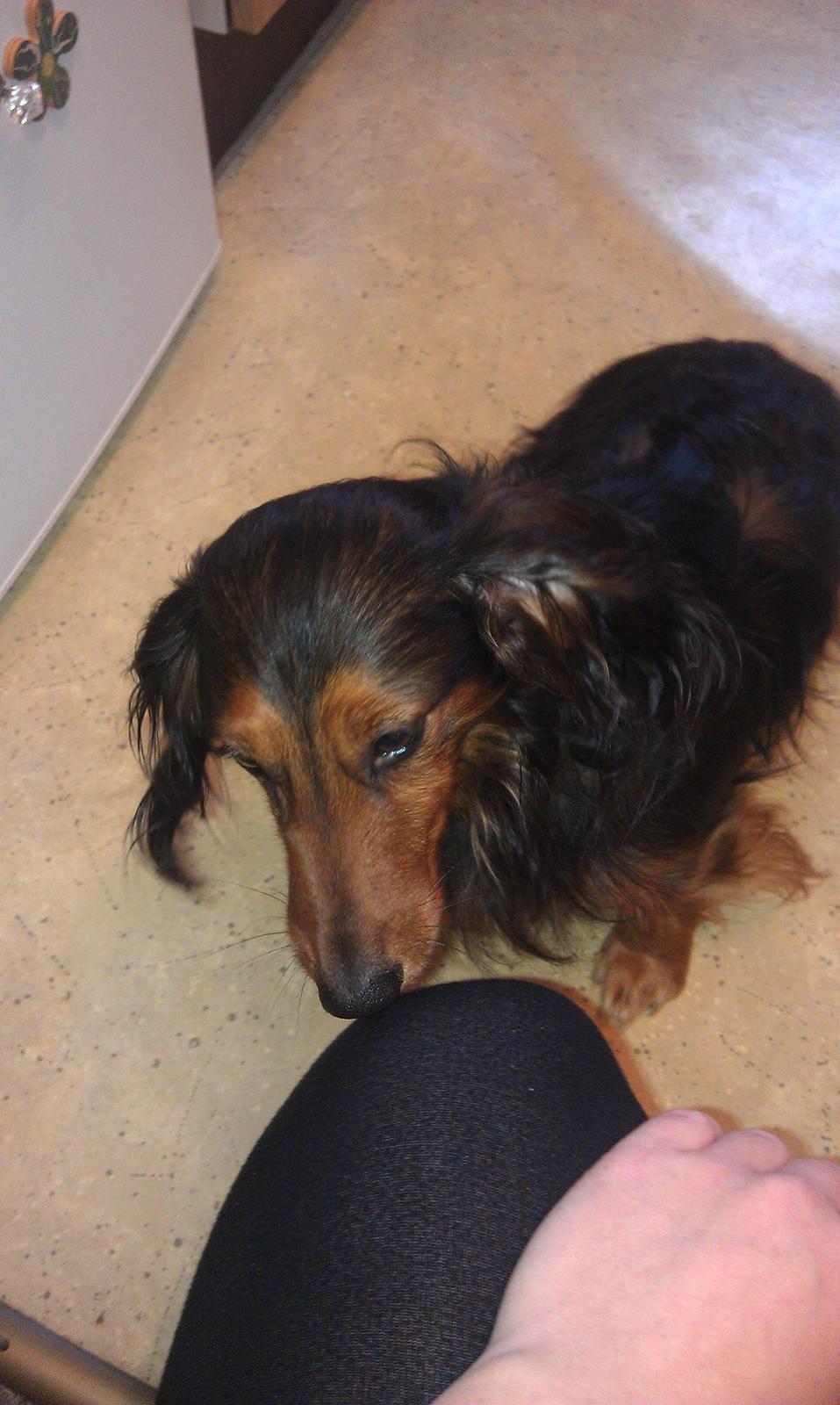 Gravhund Trold billede 5